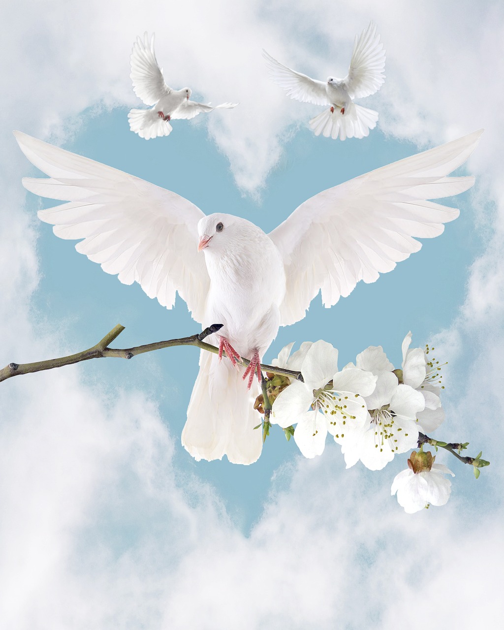 dove, bird, spring, cloud, nature, the sky
